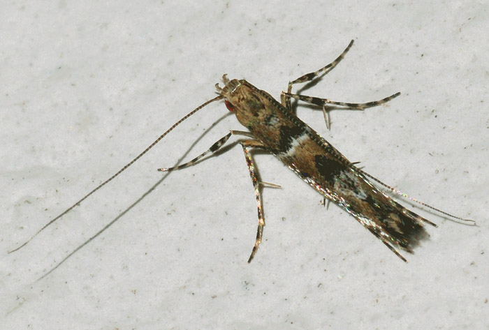 Gracillariidae : Acrocercops brongniardella